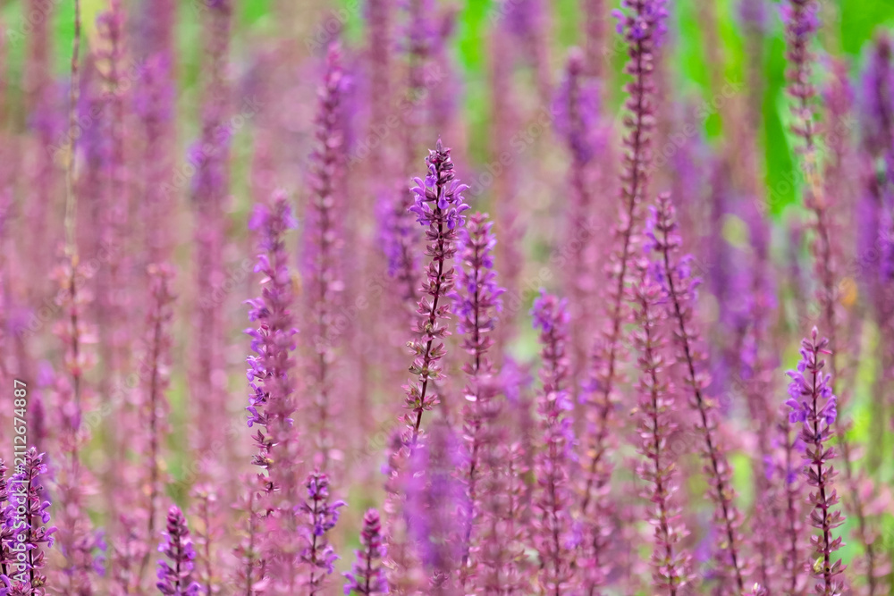 Fototapeta premium Steppen-Salbei (Salvia nemorosa)