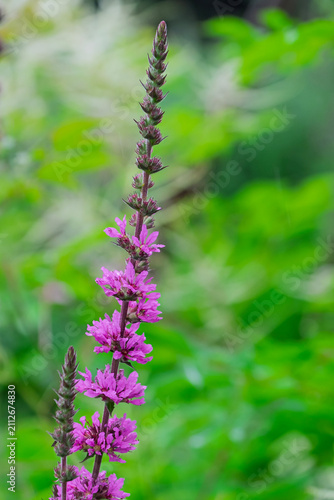 Gewöhnlicher Blutweiderich (Lythrum salicaria)