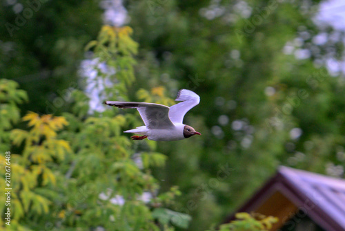 Seagull glides through green, leafy trees. White wingtips contrast against blurred foliage. Bird's brown head and gray body stand out. Tree canopy fills the background softly