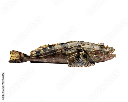 Camouflaged stonefish side view isolated on black background, detailed skin texture
