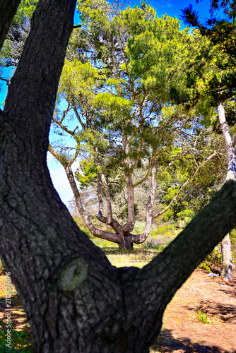 Coastal Pine Trees at Hopkins Wilderness Park in Redondo Beach California
