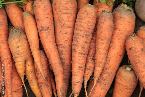 Carrot harvest background texture. Bunch of organic dirty fresh carrots close up, macro