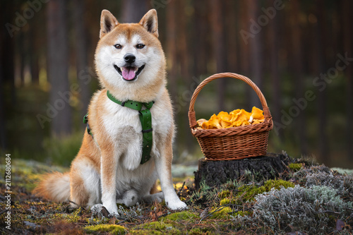 Canvas Print Happy Shiba Inu Dog Sitting in Forest Next to Basket of Chanterelle Mushrooms