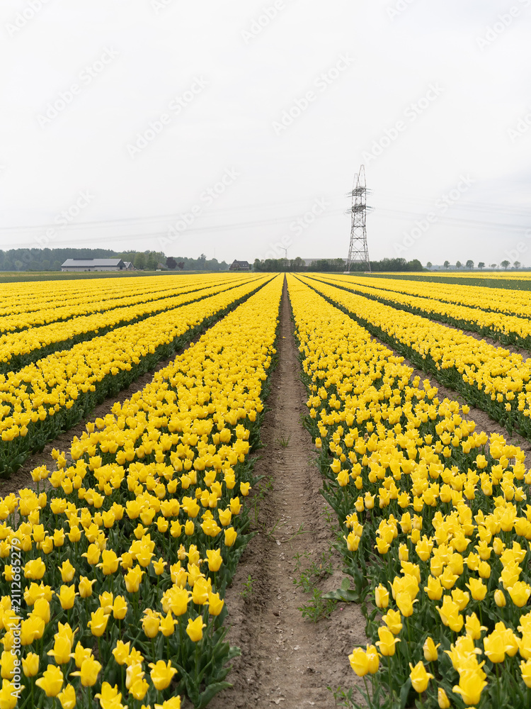 Obraz premium Endless Rows of Yellow Tulips in Dutch Flower Fields Near Lelystad. Spring landscape featuring blooming tulip rows stretching toward the horizon under soft overcast sky
