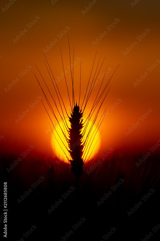 Obraz premium Sunset behind wheat ear. Sunset light through awn. Golden sunset field background. Warm sunset crop scene.