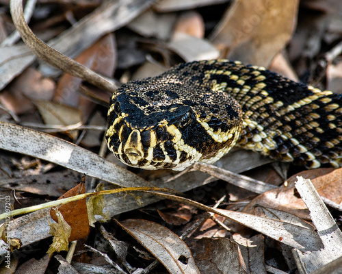Foto Eastern Diamondback Rattlesnake Crotalus adamanteus Close up