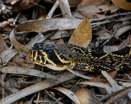 Фотография Eastern Diamondback Rattlesnake Crotalus adamanteus