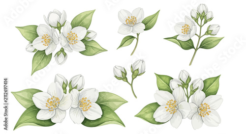 Fotografie Exquisite watercolor collection of fragrant jasmine flowers and delicate buds, a