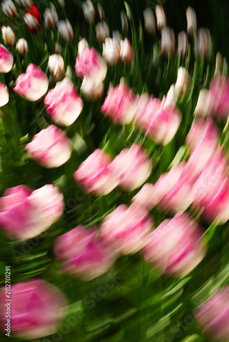 Impressionistic motion blur of pink and white tulip bed