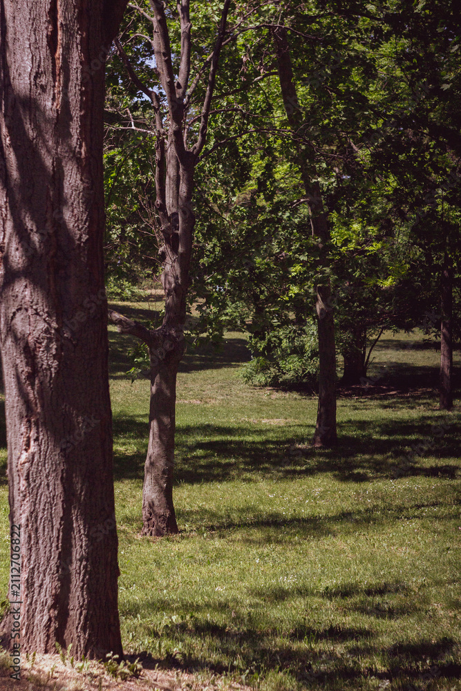 Fototapeta premium Tree trunks and green lawn in a quiet city park