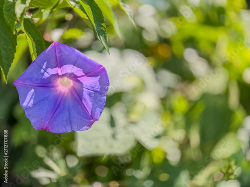 Fotografie 初夏の自然の中で美しく咲く昼顔の花と柔らかな緑の背景