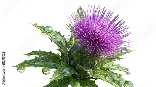 Purple thistle flower with dew drops on white background.