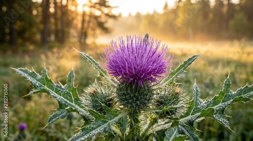 Purple thistle flower with morning dew in meadow.