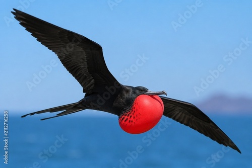 Magnificent frigatebird in flight, red throat pouch inflated against blue sky.