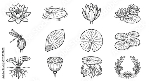 Water Lily Collection: Flowers, Leaves, Dragonfly, Roots, Seed Pod