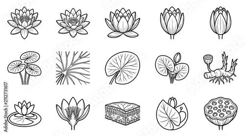 Water Lily Collection: Line Art Botanical Illustrations