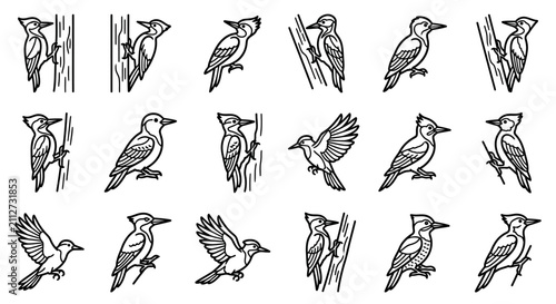 Woodpecker Bird Collection Vector Illustration