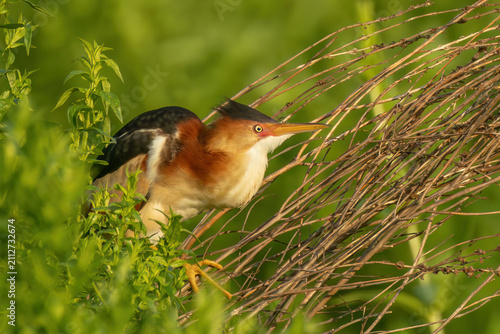 Least Bittern