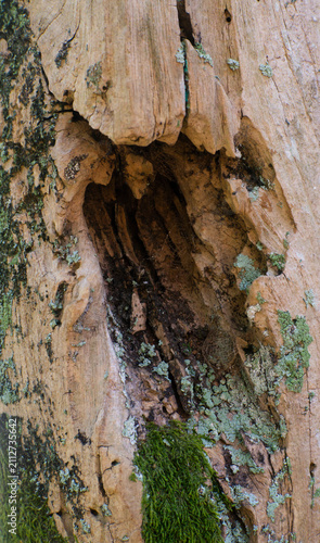 Obraz na plátně Damaged Tree Trunk With Hollow Decay Texture Close Up