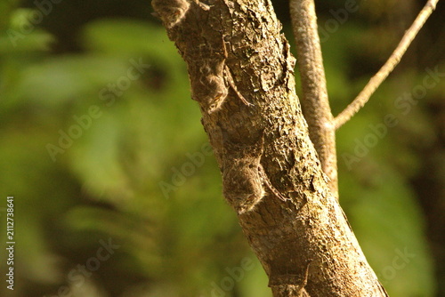 Картината върху платно Proboscis bats (Rhynchonycteris naso) roosting on a branch above the river in th