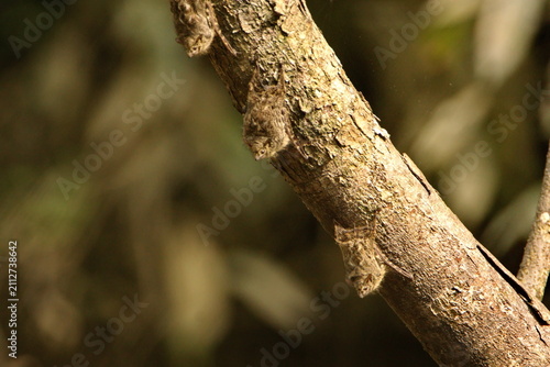 Photography Proboscis bats (Rhynchonycteris naso) roosting on a branch above the river in th
