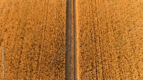 Aerial view of a golden wheat field with a dirt path in the countryside