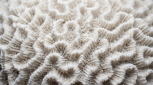 Zoomed look at a dry white brain coral skeleton revealing complex winding valley ridges