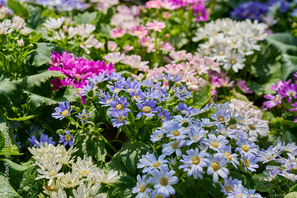 Obraz premium Colorful blue white pink and purple cineraria flowers blooming in a sunny spring garden