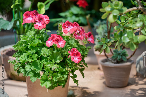 Red and pink geranium flowers blooming in a pot beside a green jade plant