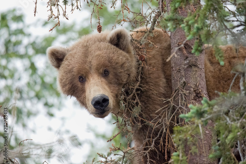 Female brown bear 224 in forest at Brooks Falls, Alaska.