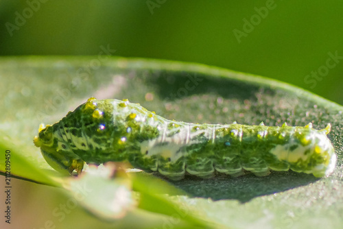 фотографія Papilio Polytes Caterpillar Mimicking Bird Dropping for Camouflage
