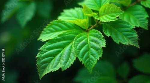 Vibrant Green Leaves Close-up Showing Intricate Veining and Textured Surface Details of a Lush Plant Branch