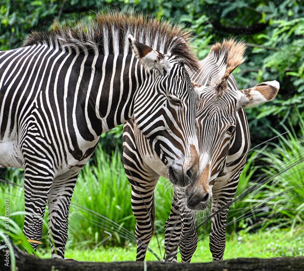 Fototapeta premium Peeking Zebra