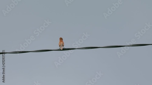 A lonely small brown bird perched on a black wire against a clear grey sky background, minimalist wildlife nature photography