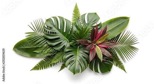 Tropical leaf arrangement on white. Exotic monstera and fern foliage bouquet background.