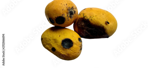 Rotten yellow mangoes with black mold spots, spoiled tropical fruit on white background, decaying organic food waste with fungal infection