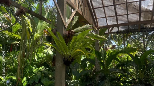 Exotic Platycerium Fern Hanging on Tree in Rainforest Environment