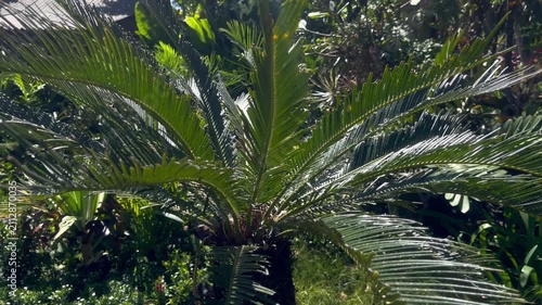 Sago Palm Leaves Swaying in the Wind