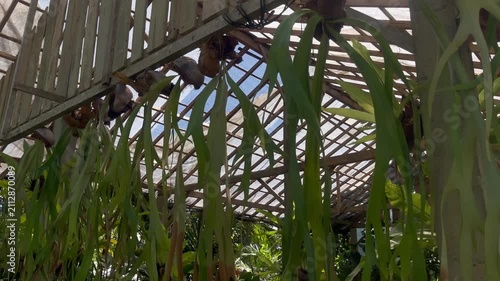 Lush Staghorn Fern Leaves Swaying in Tropical Garden Close Up