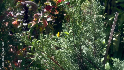 Young Pine Needle Tips Swaying in Natural Wind