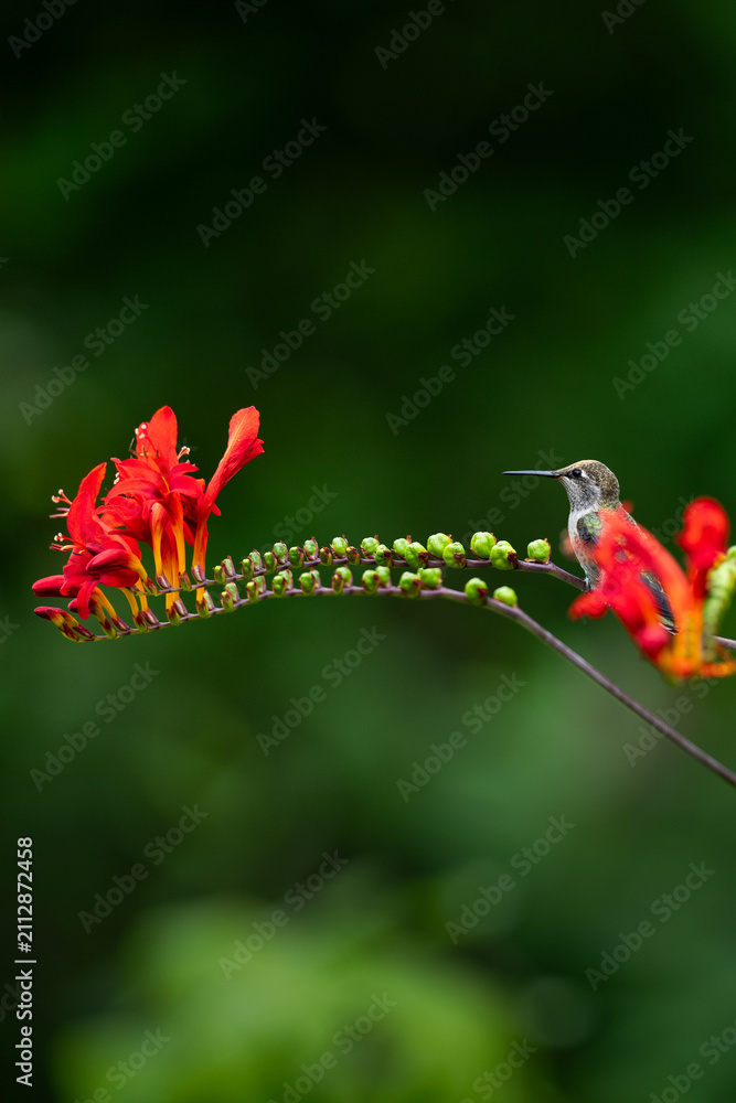 Obraz premium Small hummingbird perched on a crocosmia plant with crimson red flowers in bloom, as a nature background
