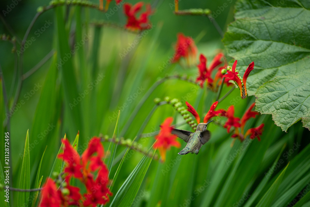 Obraz premium Small hummingbird hovering in from of crimson red flowers in bloom on a crocosmia plant, as a nature background