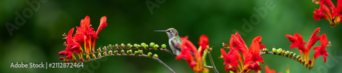 фотографія Small hummingbird perched on a crocosmia plant with crimson red flowers in bloom