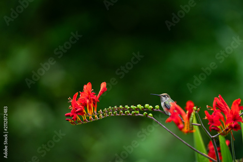 Foto Small hummingbird perched on a crocosmia plant with crimson red flowers in bloom