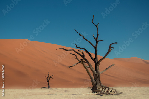 Iconic dead trees rise from the white salt and clay pan of Sossusvlei, surrounded by massive red dunes in the Namib Desert. A breathtaking symbol of Namibia’s unique landscapes and natural beauty.