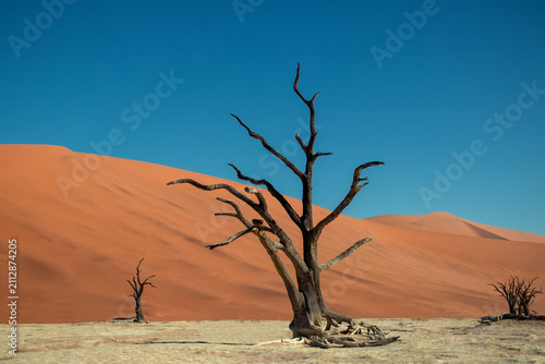 Iconic dead trees rise from the white salt and clay pan of Sossusvlei, surrounded by massive red dunes in the Namib Desert. A breathtaking symbol of Namibia’s unique landscapes and natural beauty.