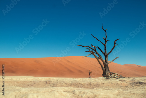 Iconic dead trees rise from the white salt and clay pan of Sossusvlei, surrounded by massive red dunes in the Namib Desert. A breathtaking symbol of Namibia’s unique landscapes and natural beauty.
