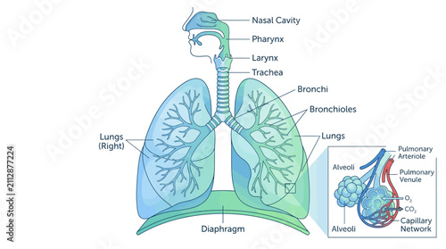 Anatomical Diagram of the Human Respiratory System Featuring Lungs Trachea and Alveolar Gas Exchange for Educational Medical Science Study