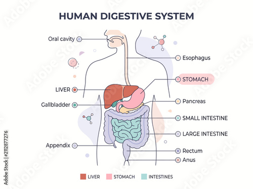 Educational Illustration of Internal Human Anatomy Featuring Annotated Biological Organs and Digestive System Components for Scientific Study