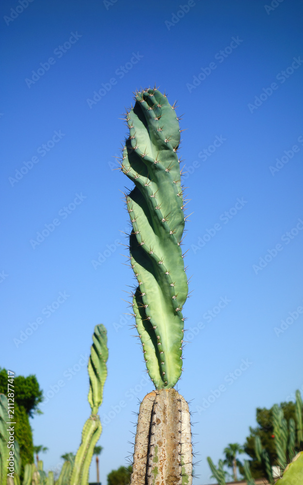 Obraz premium Spiraled Cereus cactus Cereus forbesii Spiralis growing column in the desert landscape of Phoenix, Arizona